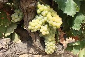 vino 2